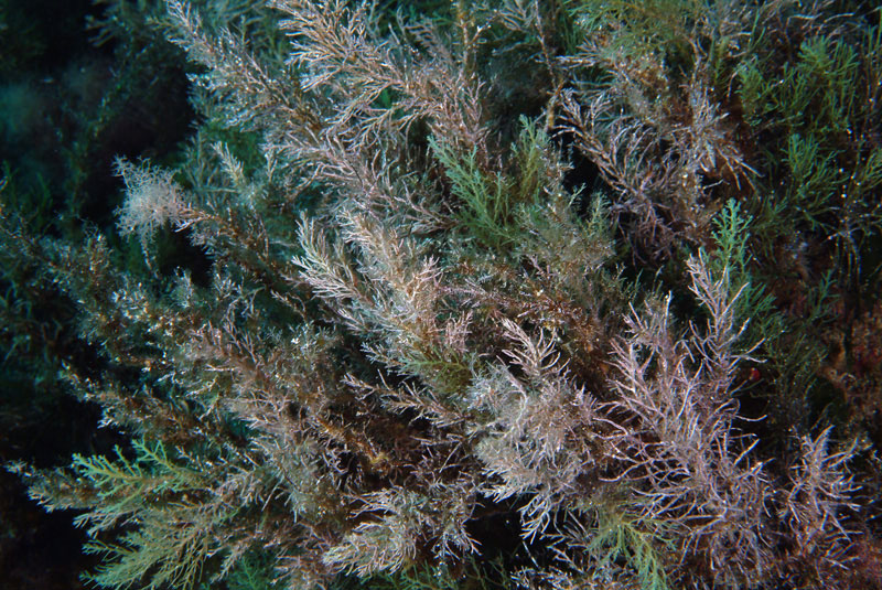 Cystoseira sp. Isola di Capraia